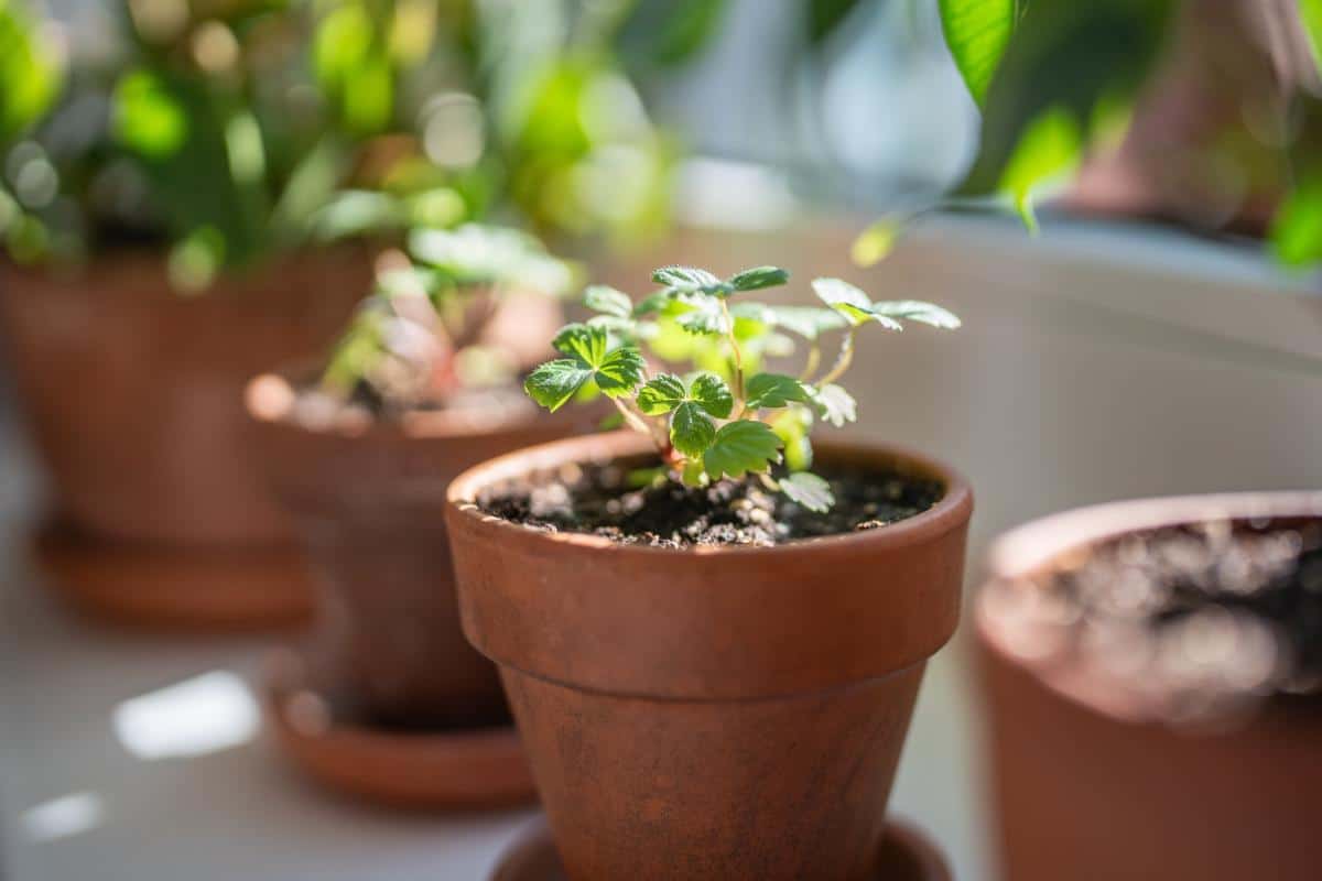 growing strawberries indoors in winter for picking