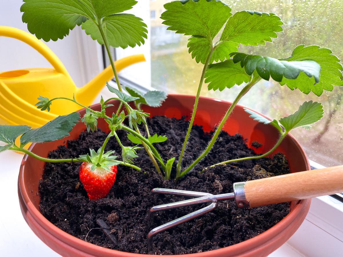 A strawberry plant in a pot