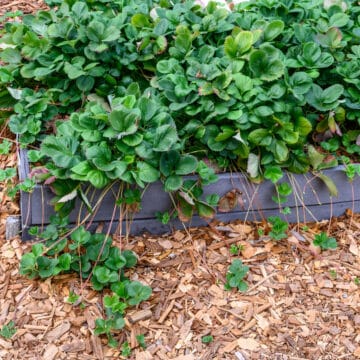 Strawberry bed with no fruit but lots of runners.