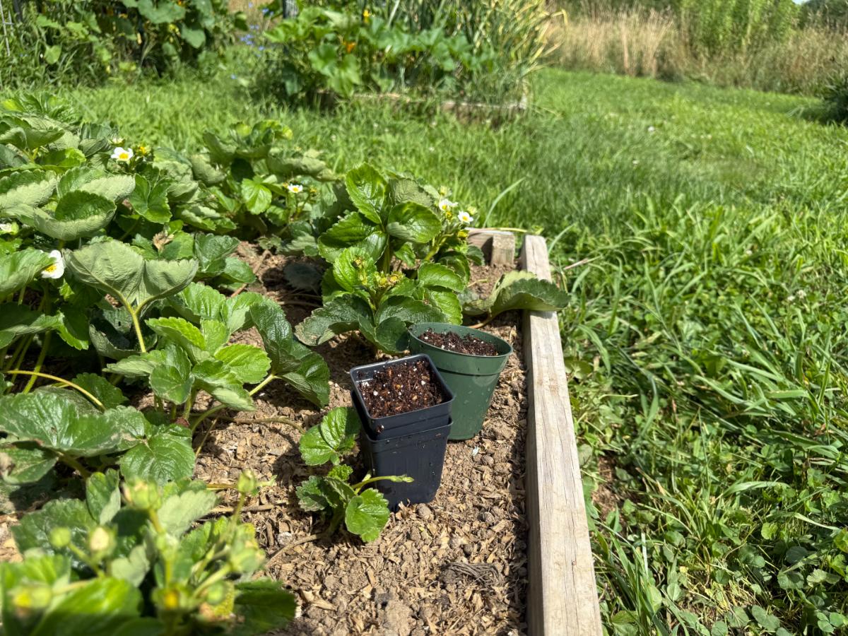 Rooting strawberry plants in the bed