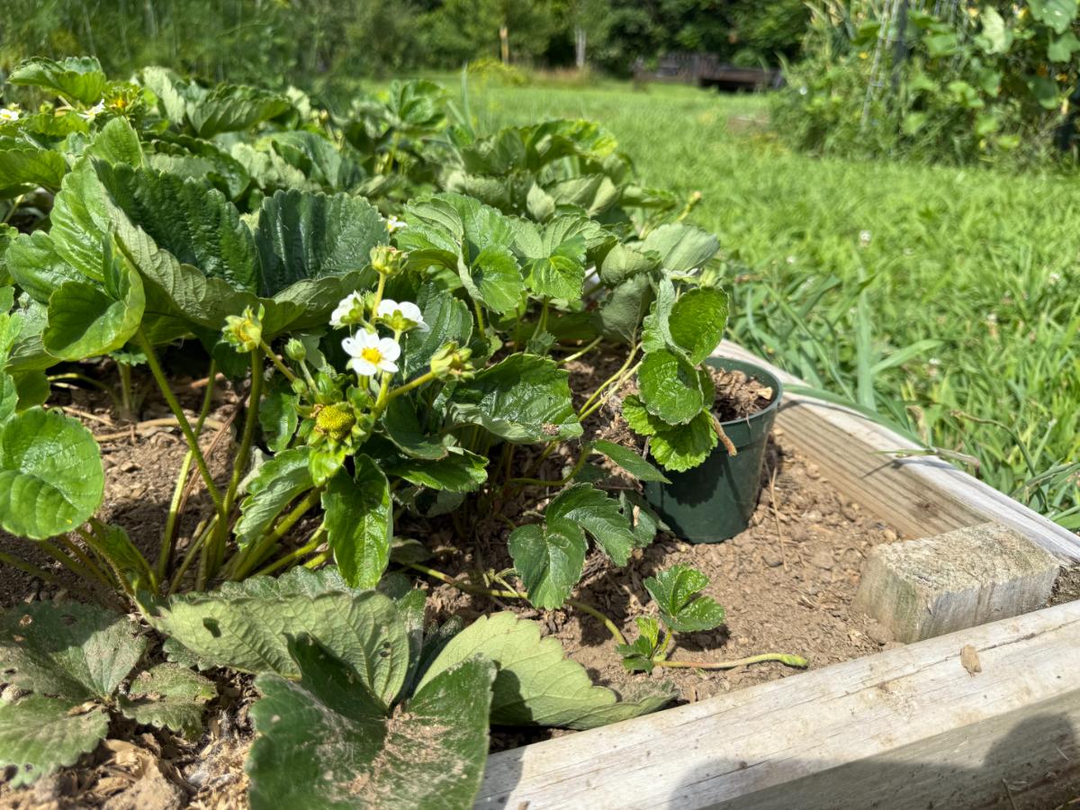Strawberries in a raised bed