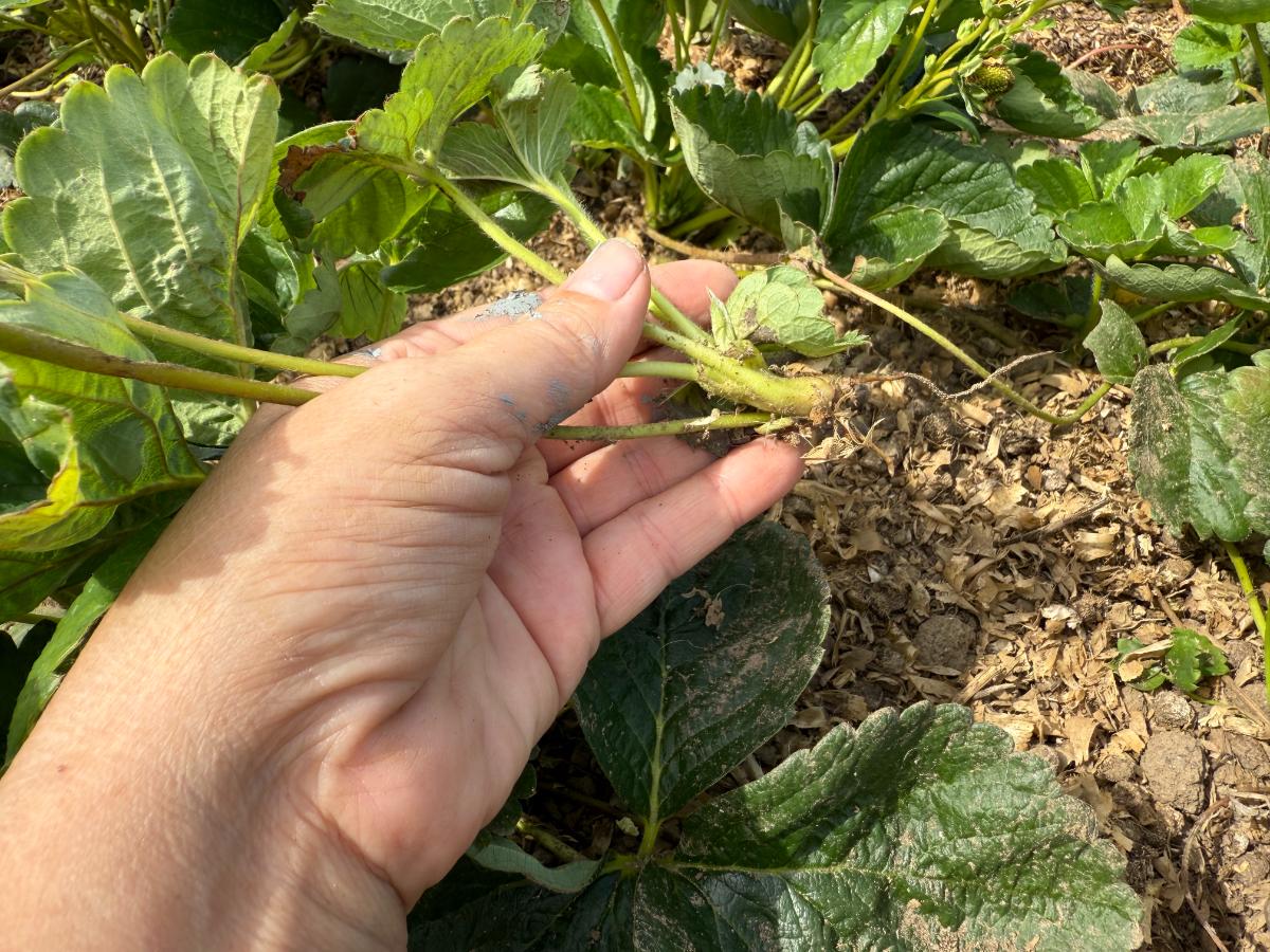 Strawberry runner plantlet ready to root