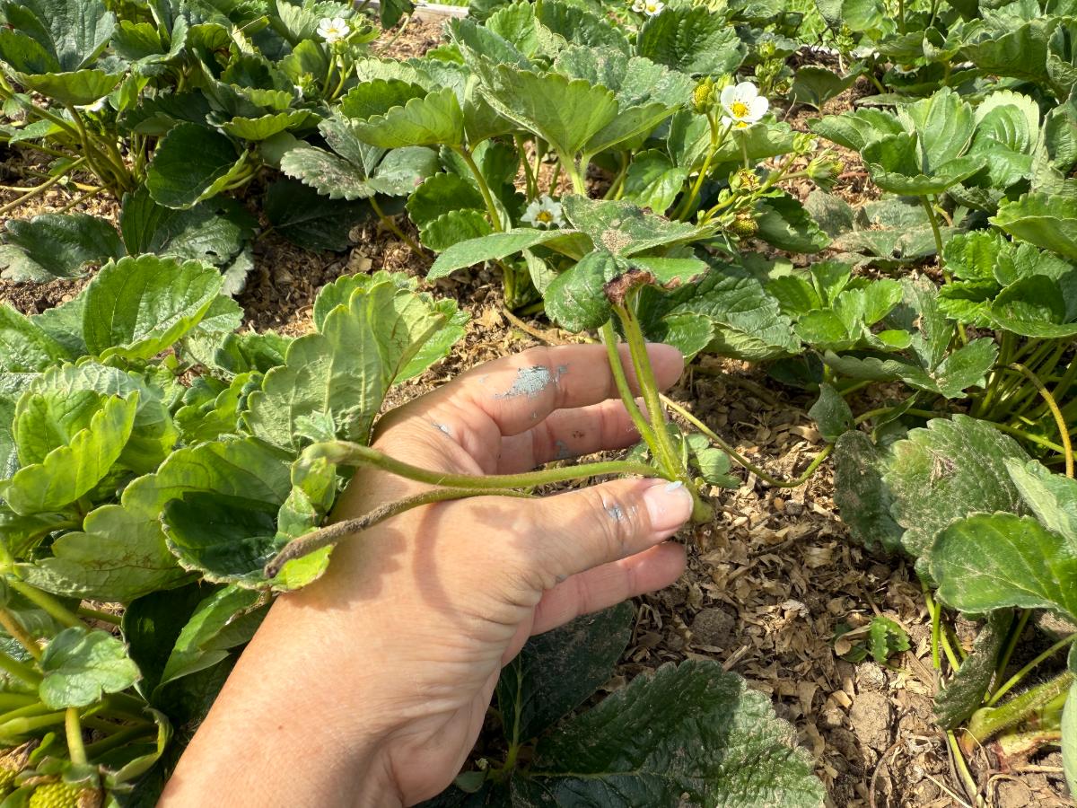Strawberry plants rooting in a strawberry bed