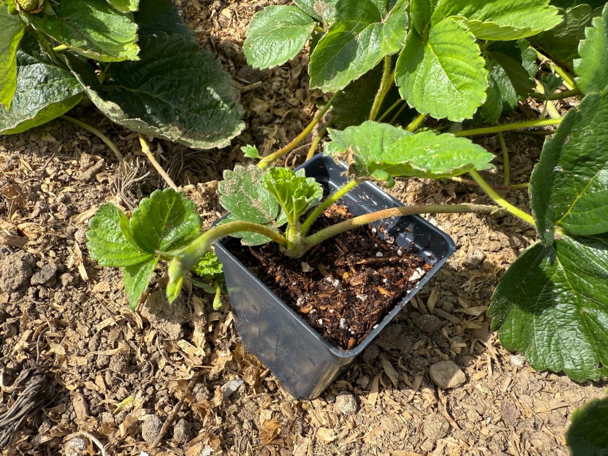 Rooting strawberry runners in pots of soil