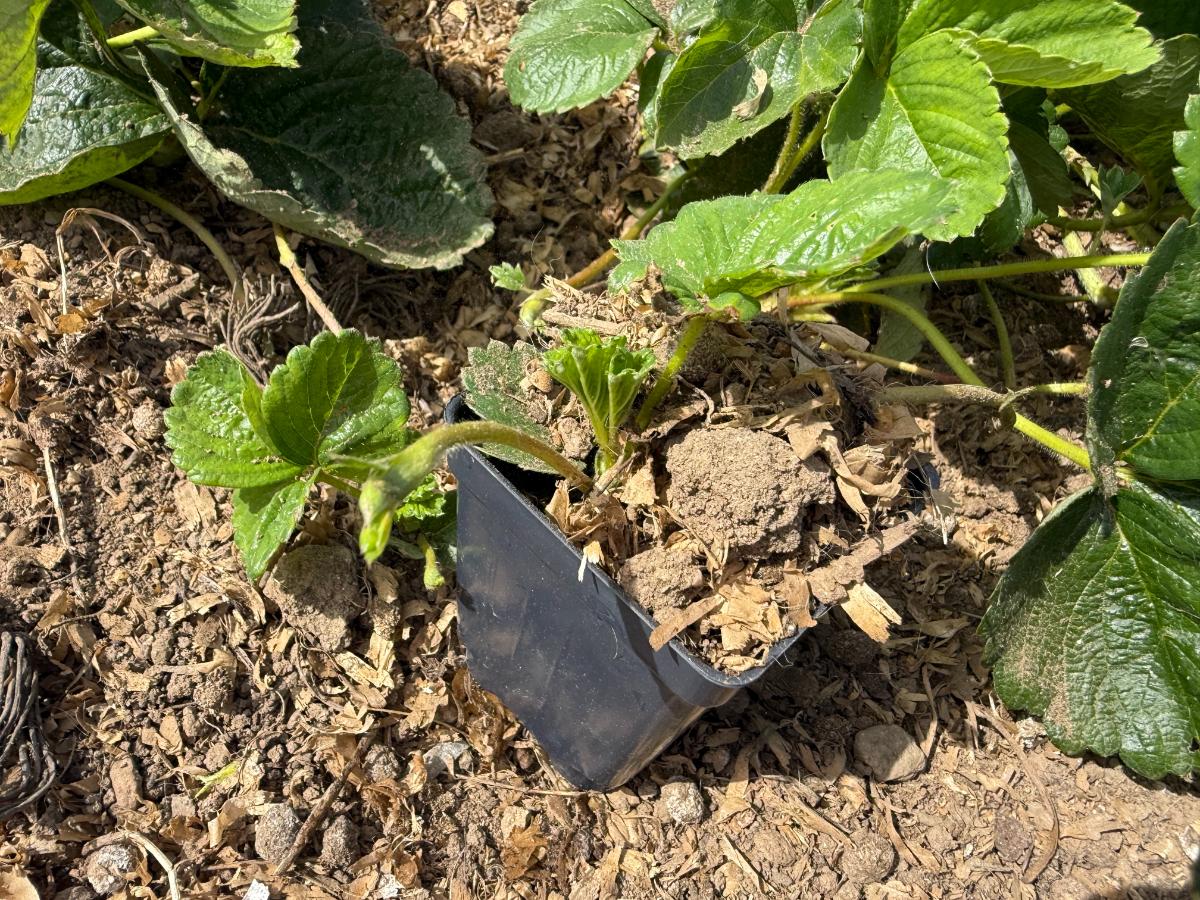 Rooting runners in pots in a strawberry bed