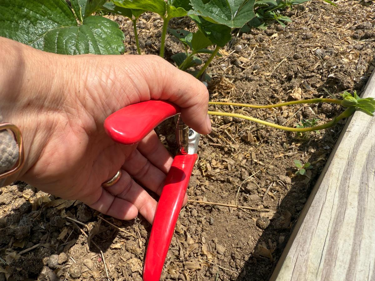 Cutting off a strawberry runner