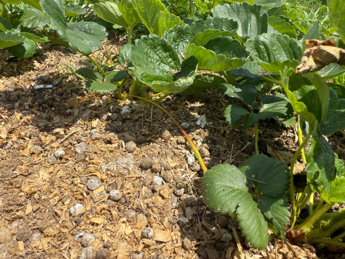 Runners on strawberry plants