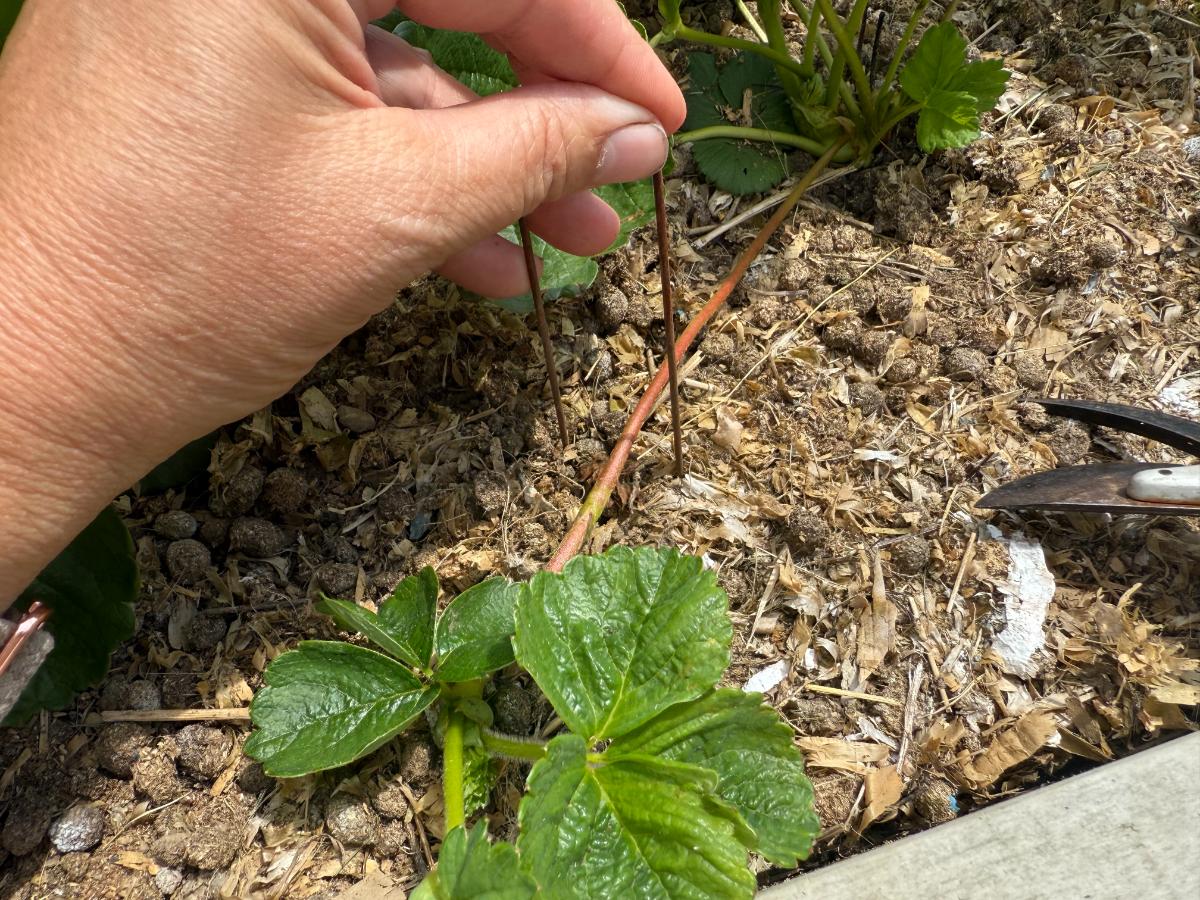 Landscape staple holding a strawberry runner in place