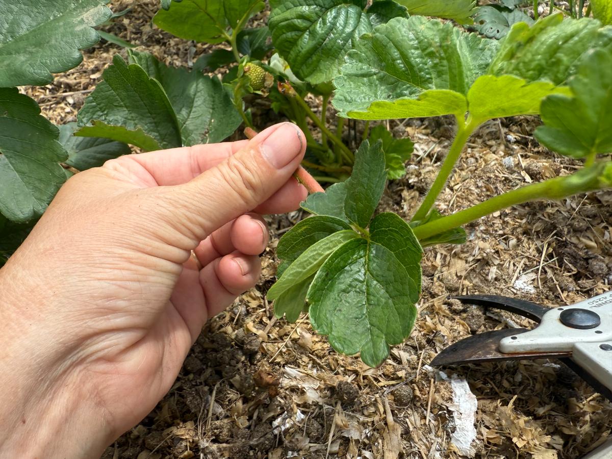 Cutting runners on strawberry plants
