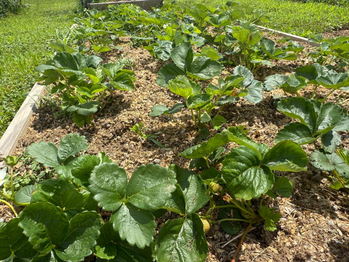 New plants in a strawberry bed
