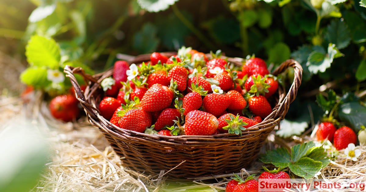 When Is Strawberry Season? – Strawberry Plants