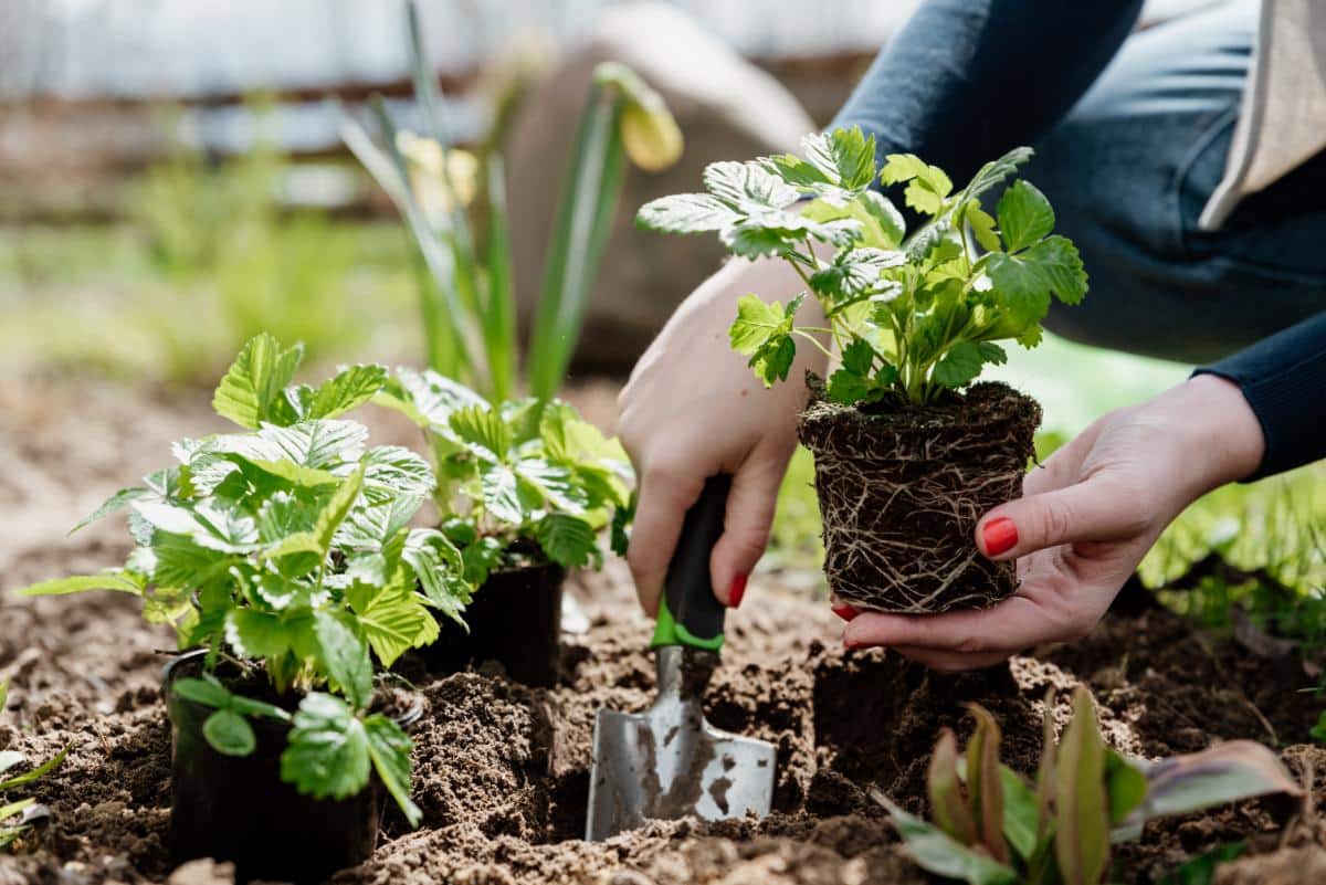 Planting strawberry transplants