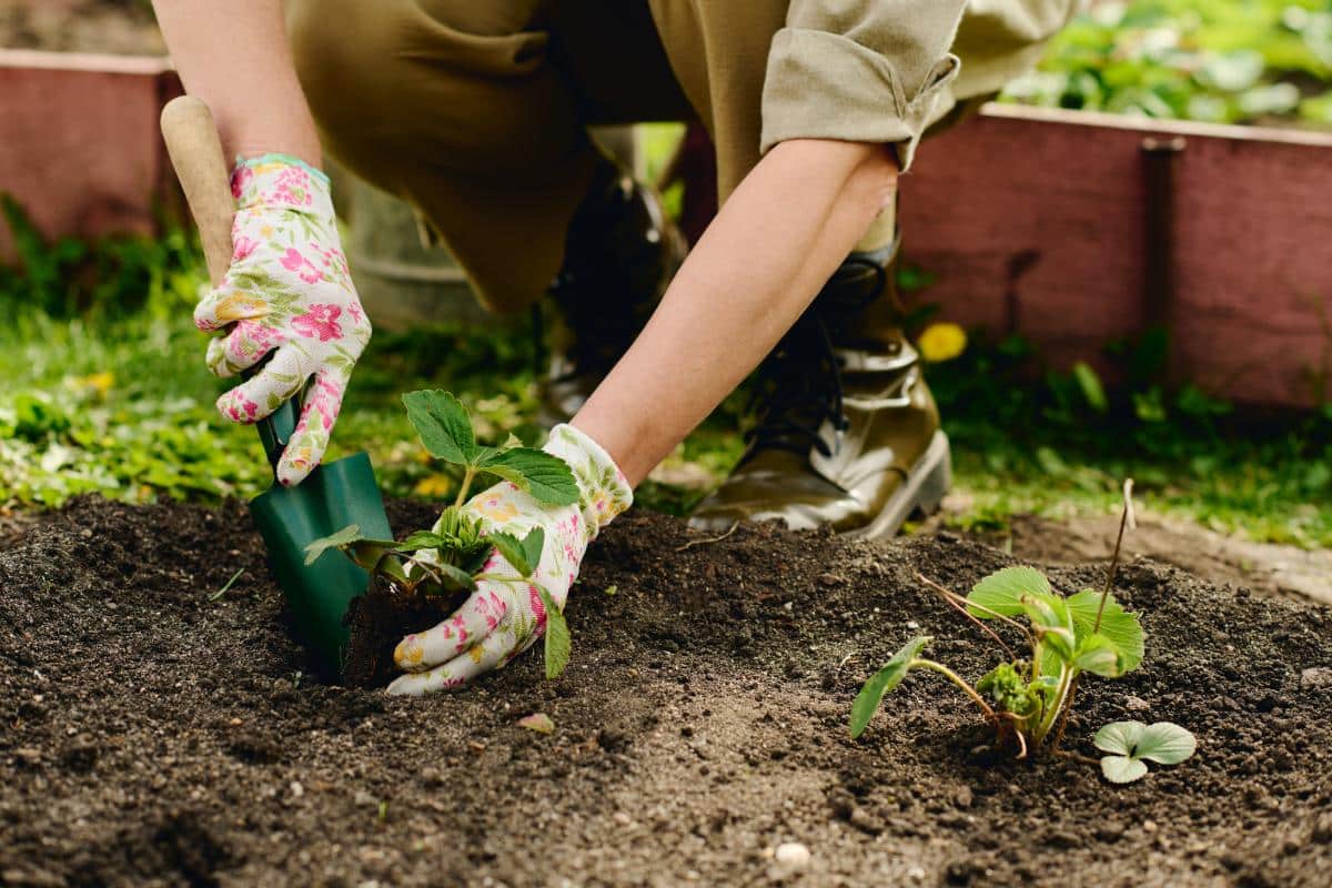 Planting strawberry transplants