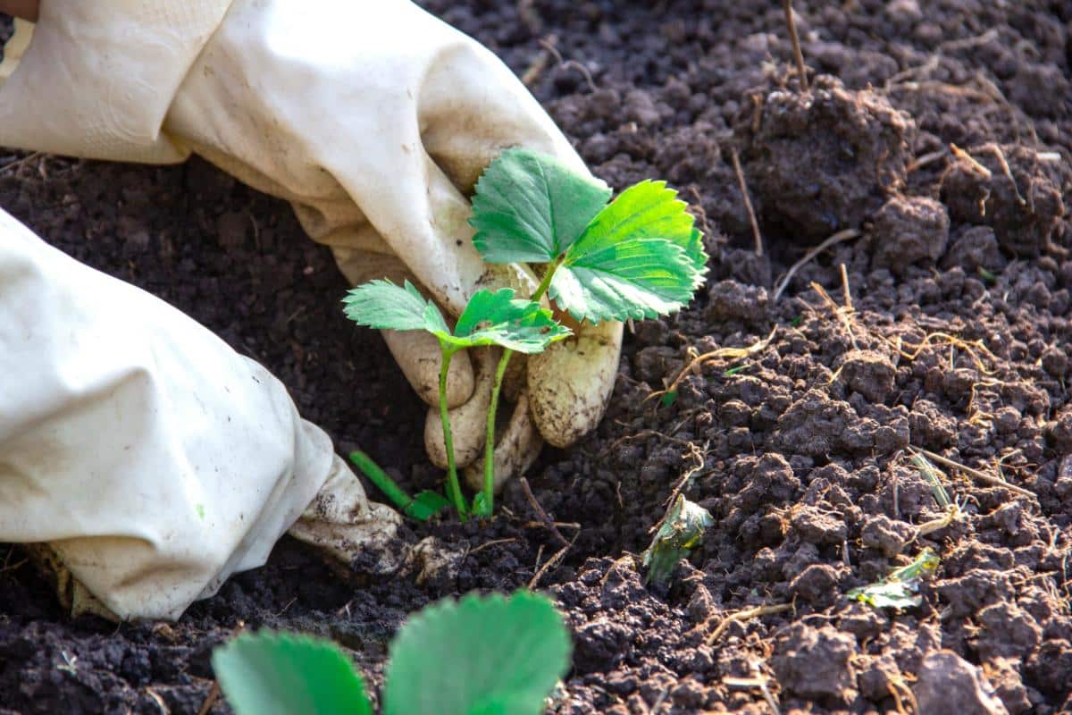 Planting strawberry transplants