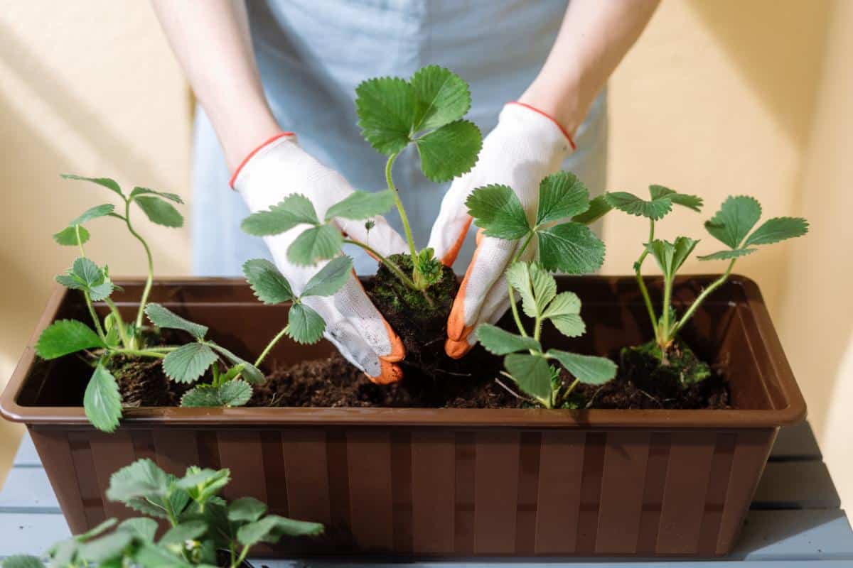 Planting strawberry transplants in a window box