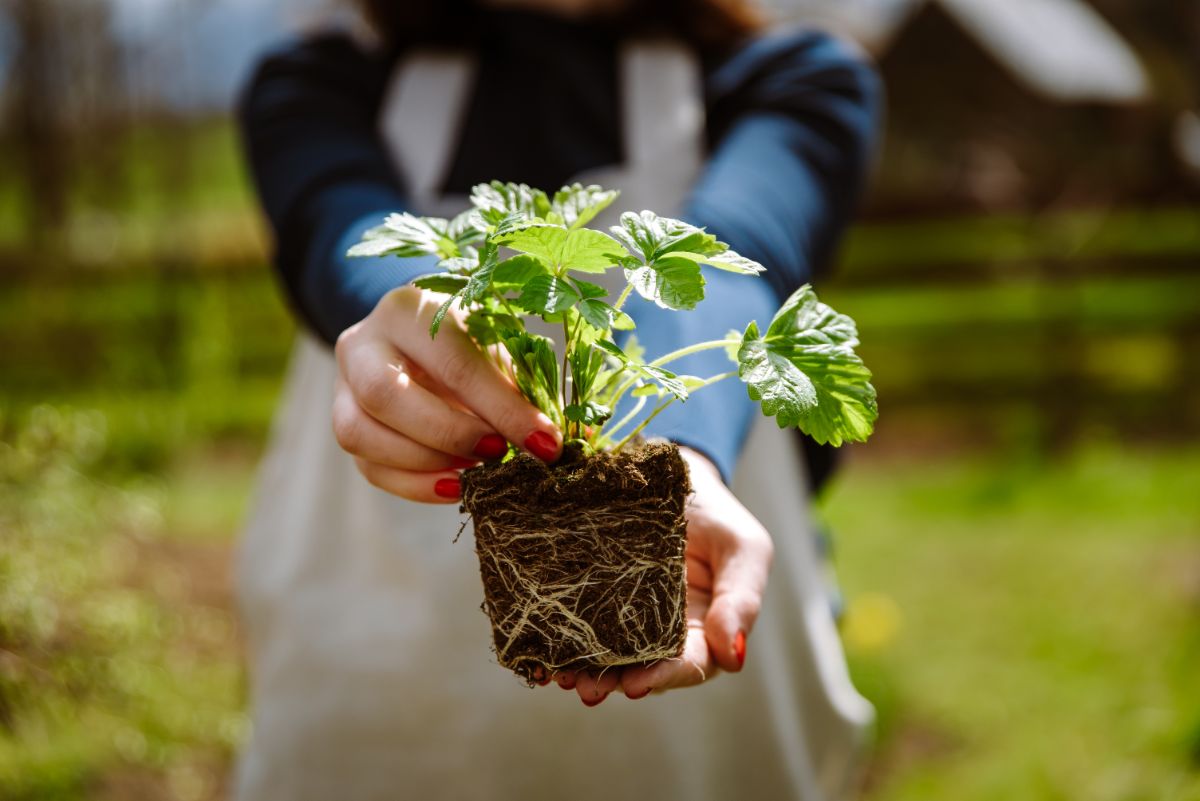 A gardener holds a strawberry plant in her hand