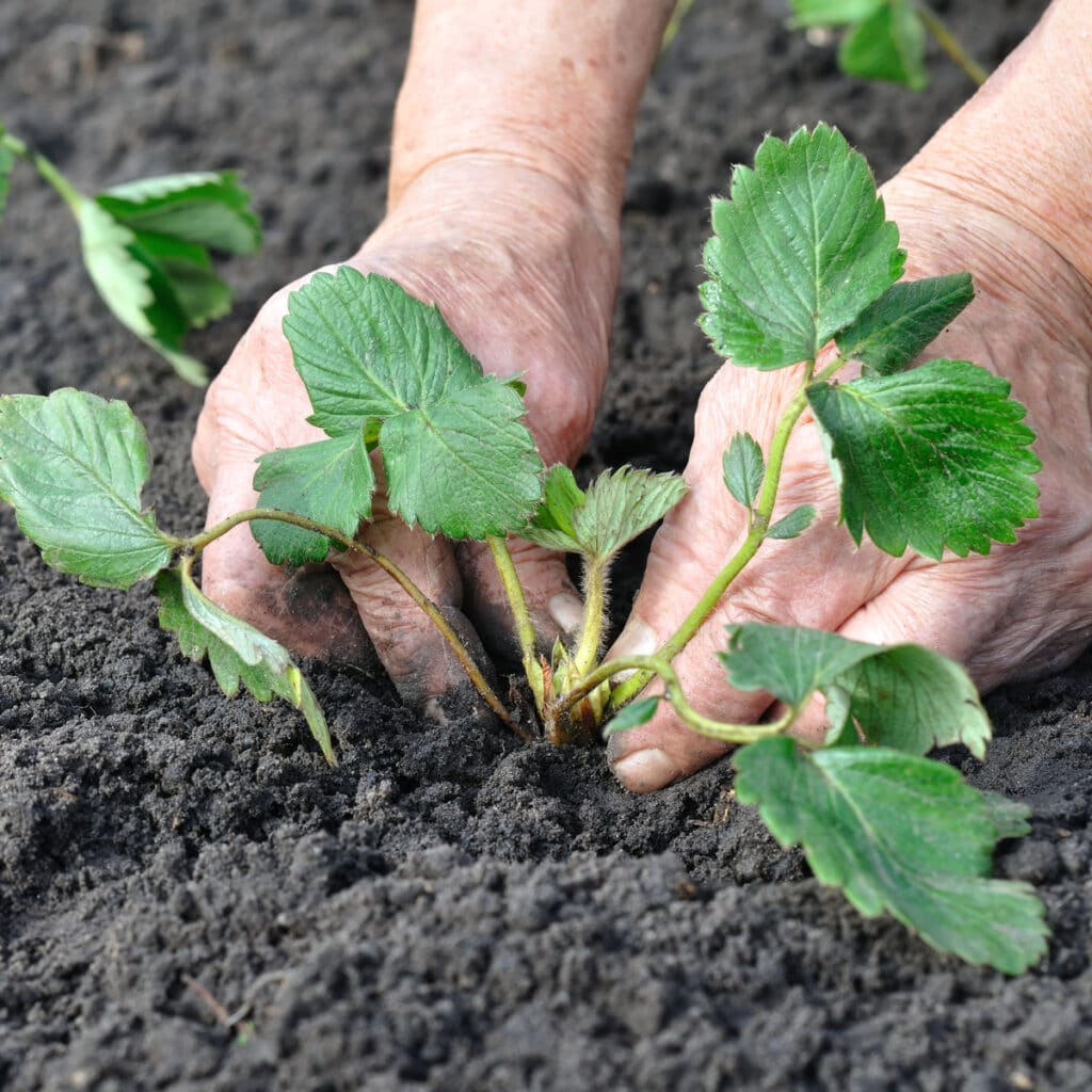 How Tall Do Strawberry Plants Grow? – Strawberry Plants