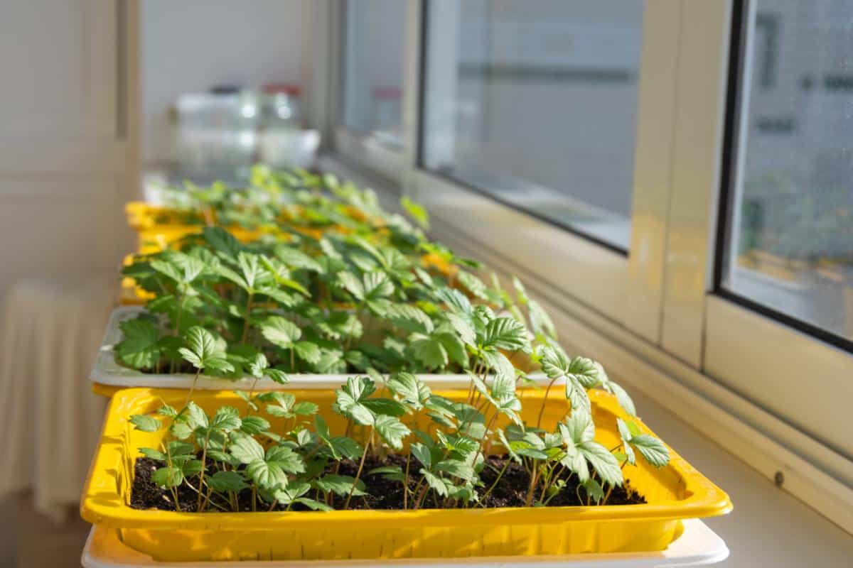 Everbearing strawberry plants started in trays on a windowsill