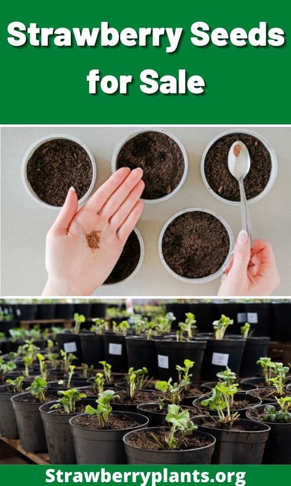 Strawberry Seeds for Sale Strawberry Plants