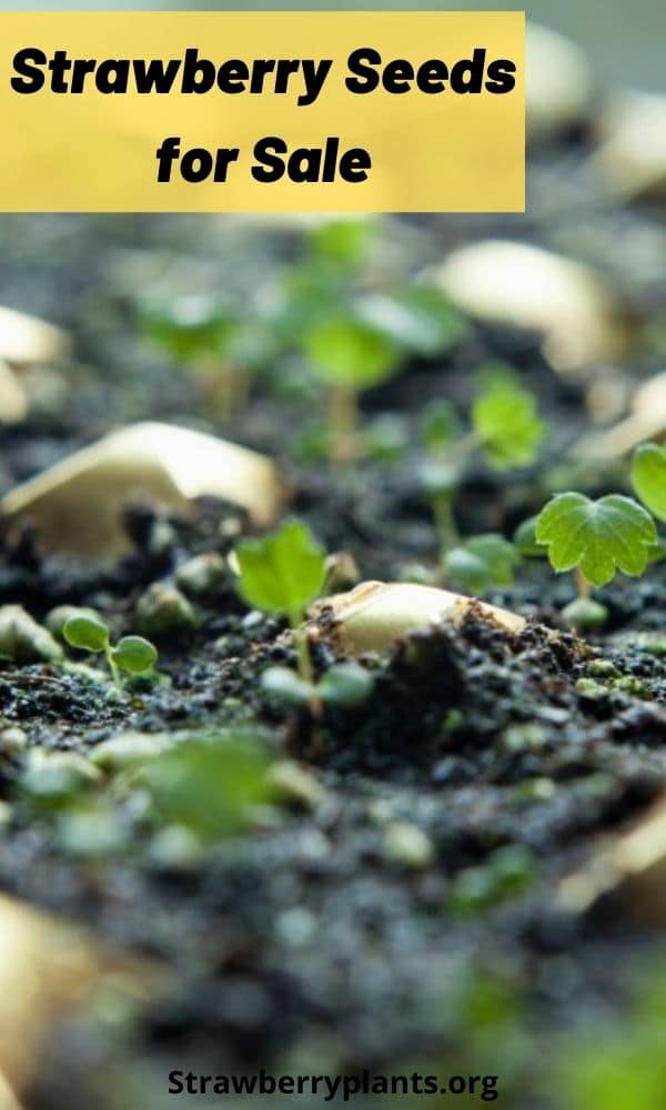 Strawberry Seeds for Sale Strawberry Plants