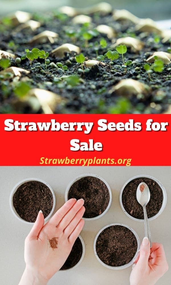 Strawberry Seeds for Sale Strawberry Plants