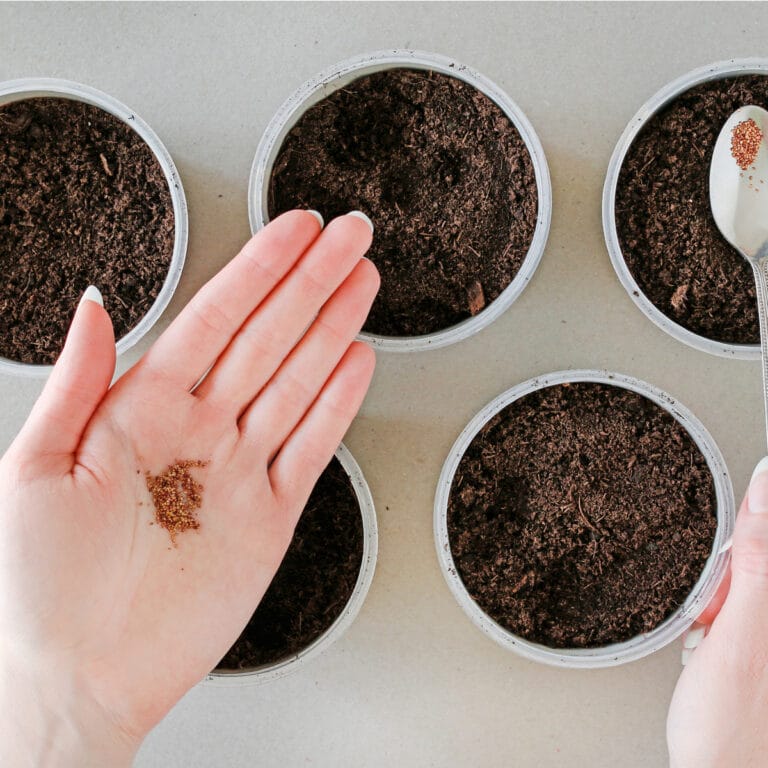 Strawberry Seeds Archives Strawberry Plants