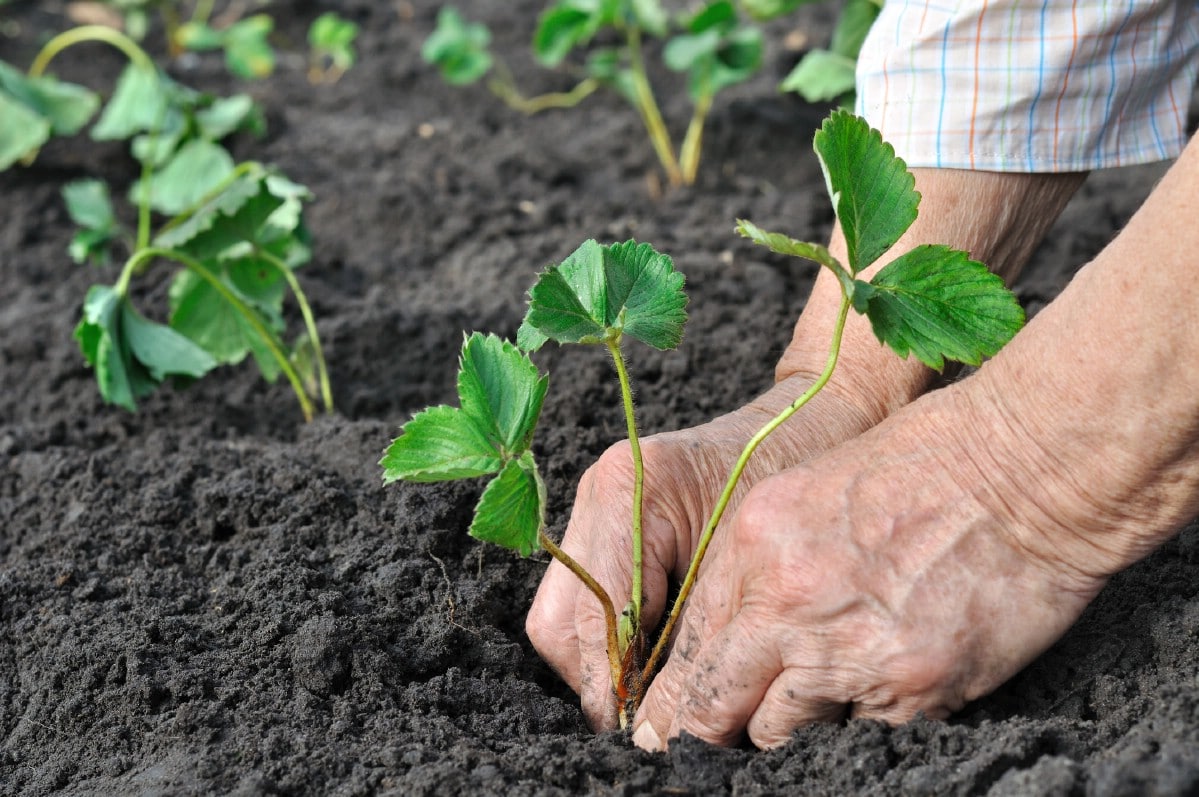 Planting strawberries in perfect soil.