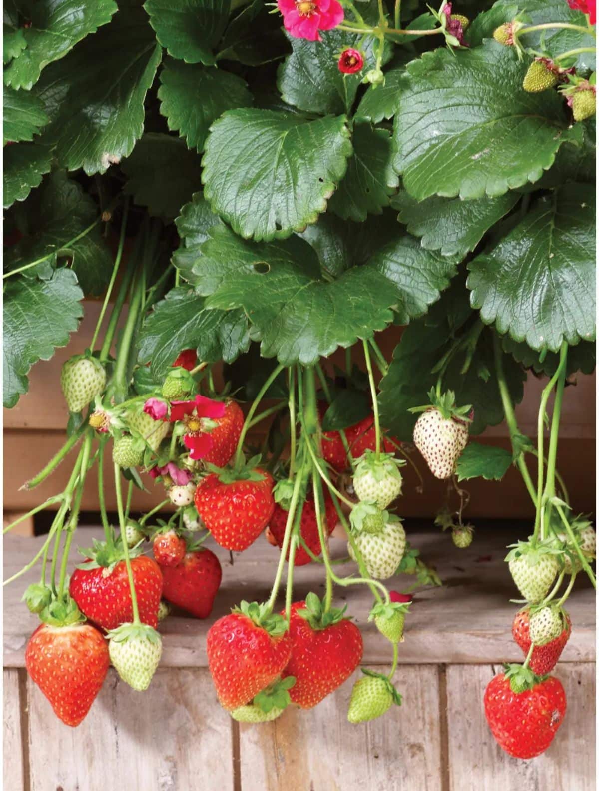 Summer Breeze Strawberry plant with ripe and unripe fruits gorwing in a hanging basket..