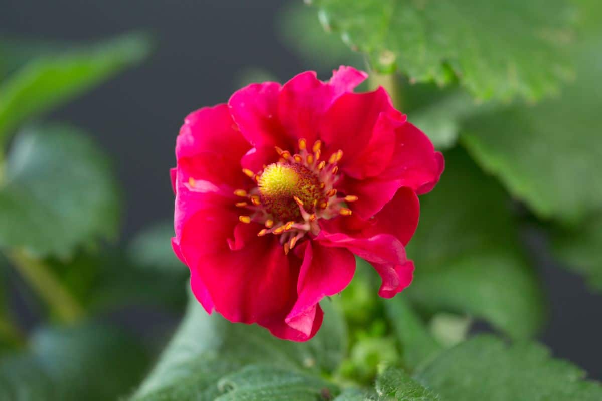 Summber breeze strawberry red flower close-up.