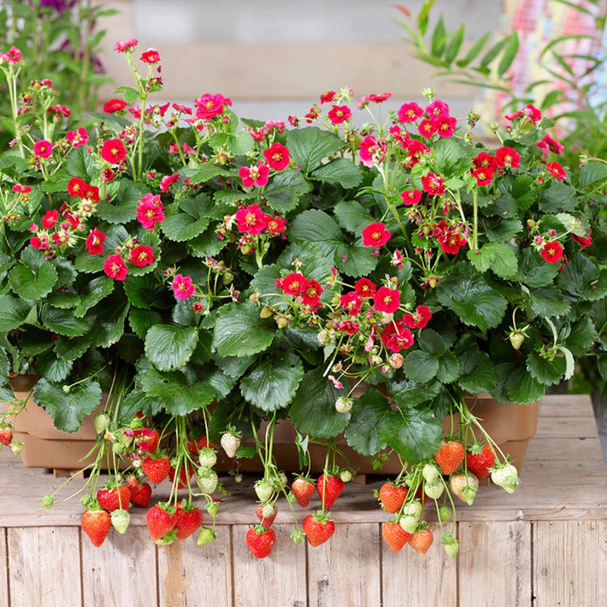 Summer breeze strawberry plant with red flowers, ripe and unripe fruits growing in a pot.