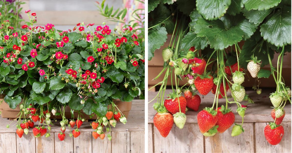 https://strawberryplants.org/wp-content/uploads/summer-breeze-strawberry-variety-info-and-grow-guide-fb.jpg