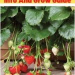 Summer Breeze Strawberry Variety Info And Grow Guide pinterest image.