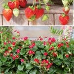 Summer Breeze Strawberry Variety Info And Grow Guide pinterest image.