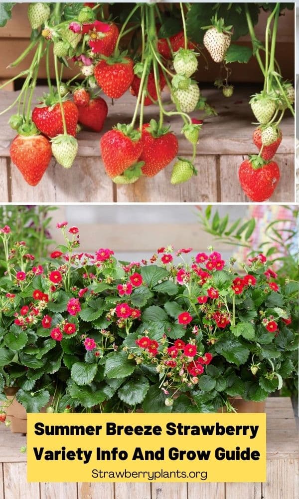 Summer Breeze Strawberry Variety Info And Grow Guide Strawberry Plants