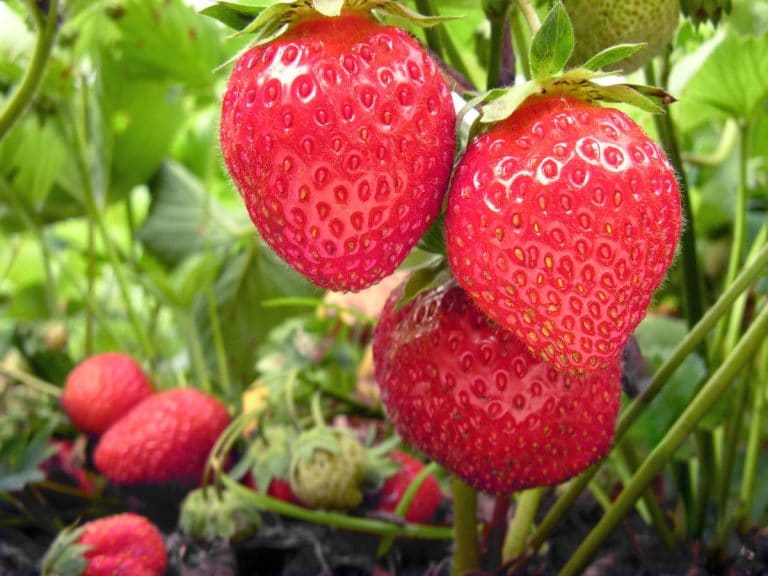 Top 9 Sweetest Strawberries You Can Grow (and Where to Buy Them)