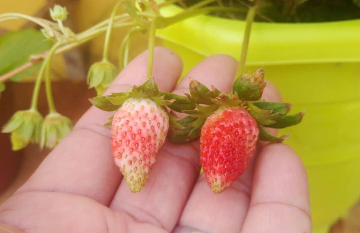 Hand holding unripe Sweet Charlie strawberries