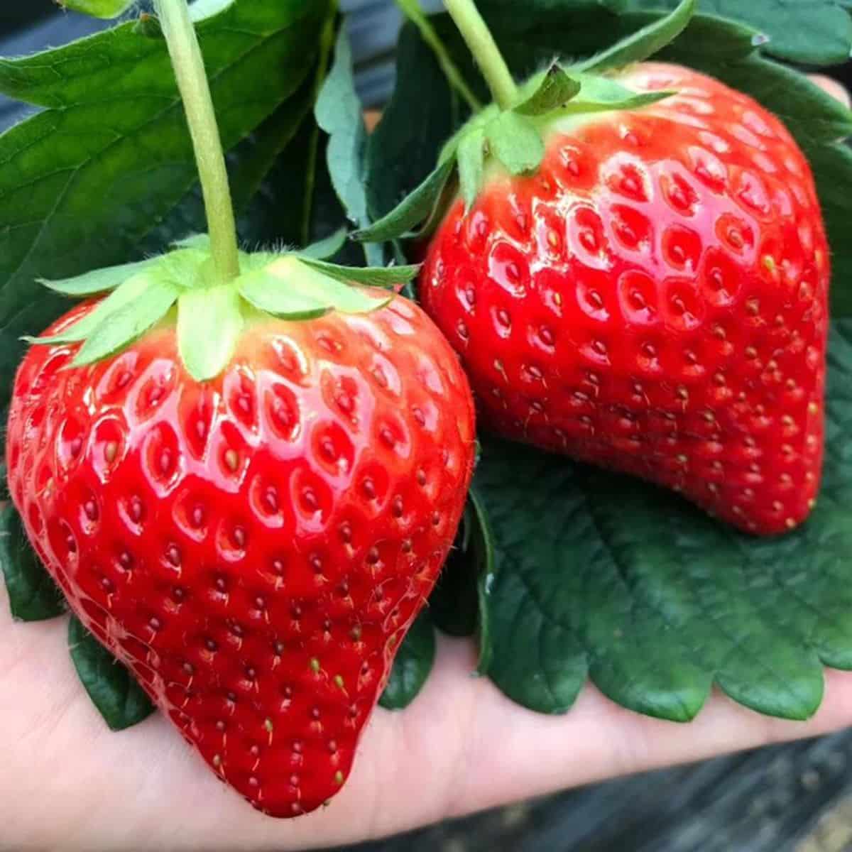 Two ripe Sweet Kiss strawberry variety fruits.