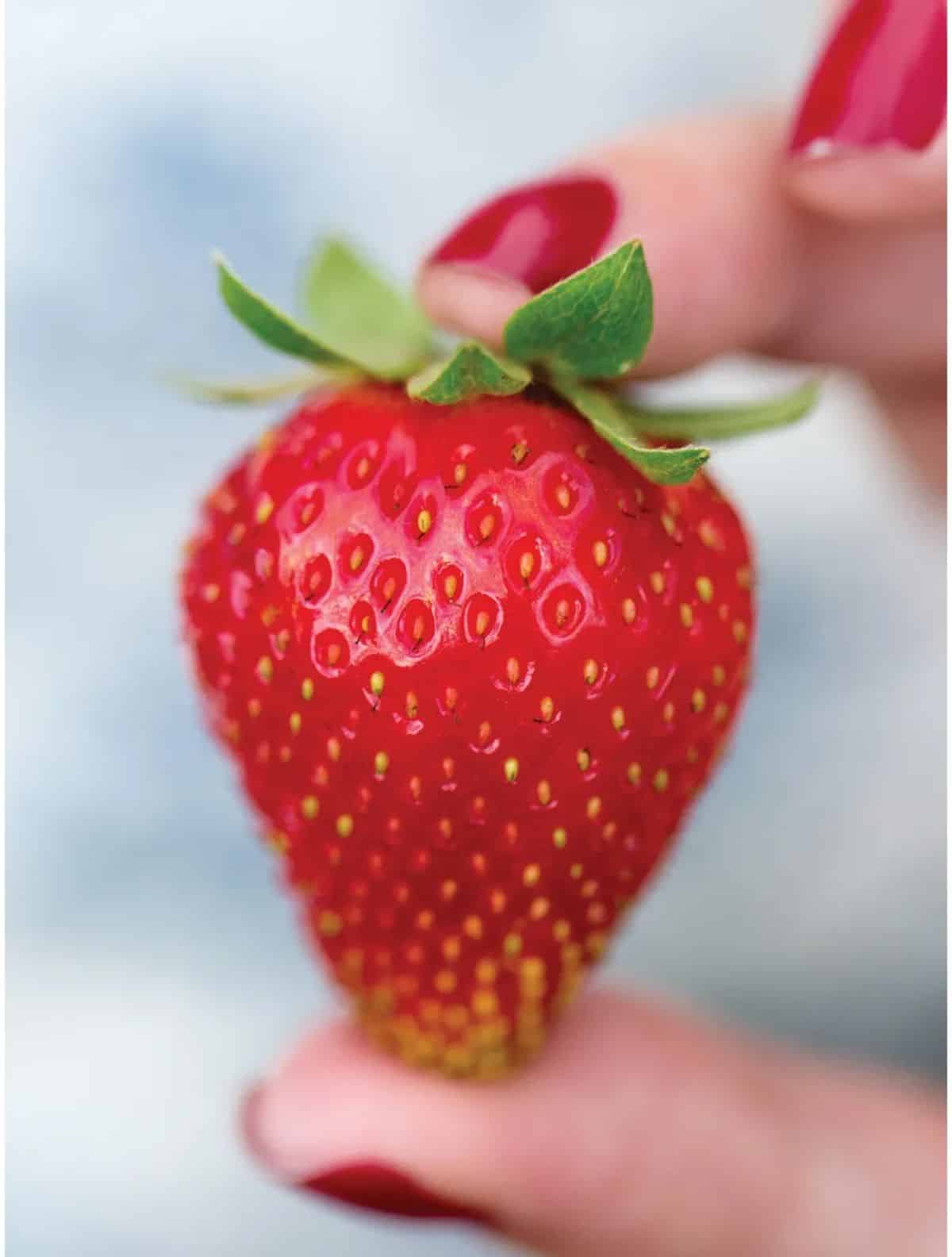 Woman hand holding a ripe Sweet Kiss strawberry variety fruit.