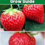 Sweet Kiss Strawberry Info And Grow Guide pinterest image.