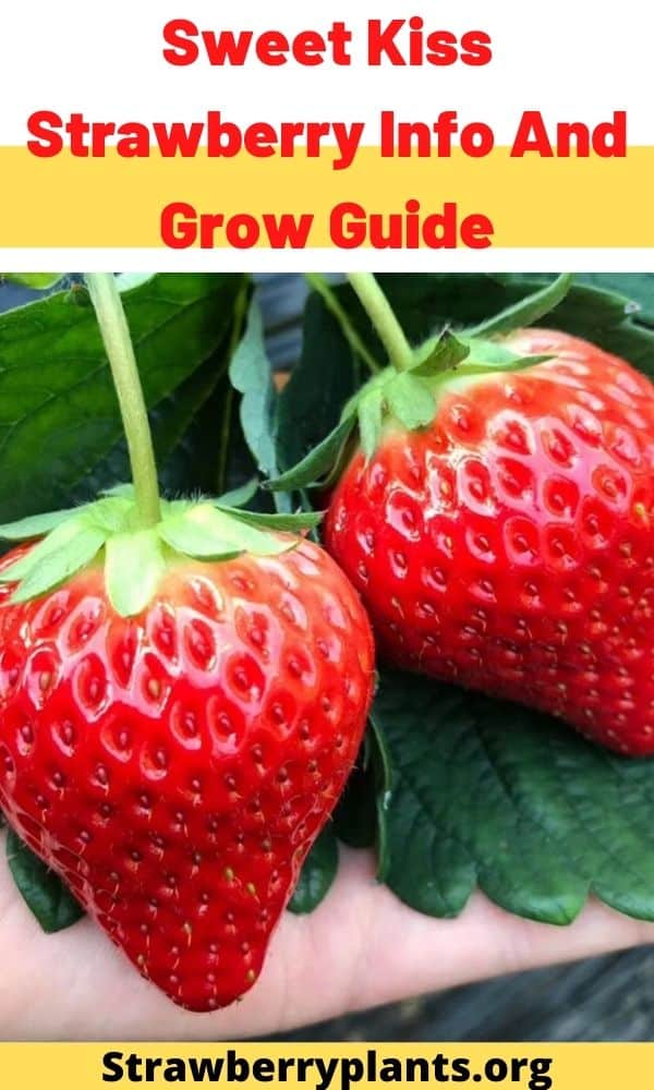 Sweet Kiss Strawberry Variety Info And Grow Guide Strawberry Plants