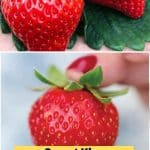 Sweet Kiss Strawberry Info And Grow Guide pinterest image.