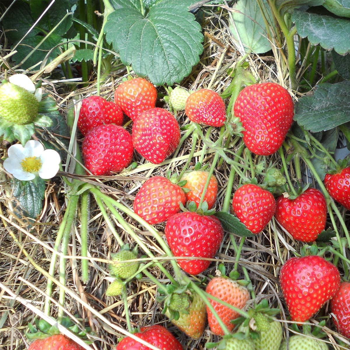 Sweet kiss strawberries on the plant.