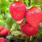 Ozark beauty strawberries on the plant.