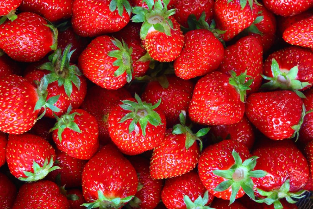 Harvested super sweet strawberries.
