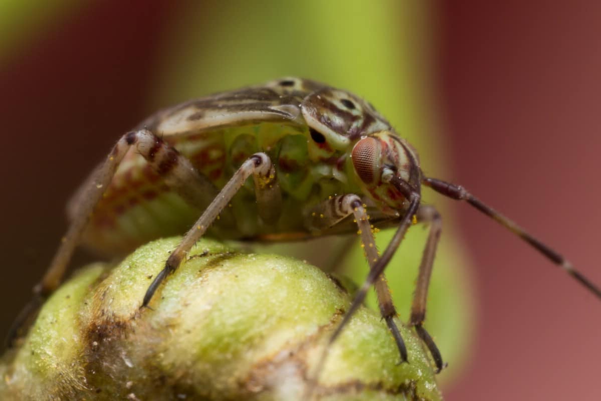 Tarnished plant bug close up photo.