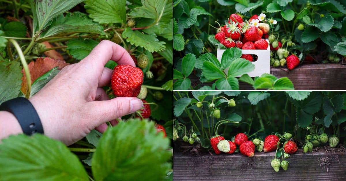 What are the Pros And Cons of Strawberries  