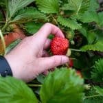 A hand holding a ripe June-bearing strawberry.