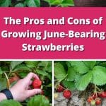 The Pros and Cons of Growing June-Bearing Strawberries pinterest image.
