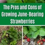 The Pros and Cons of Growing June-Bearing Strawberries pinterest image.