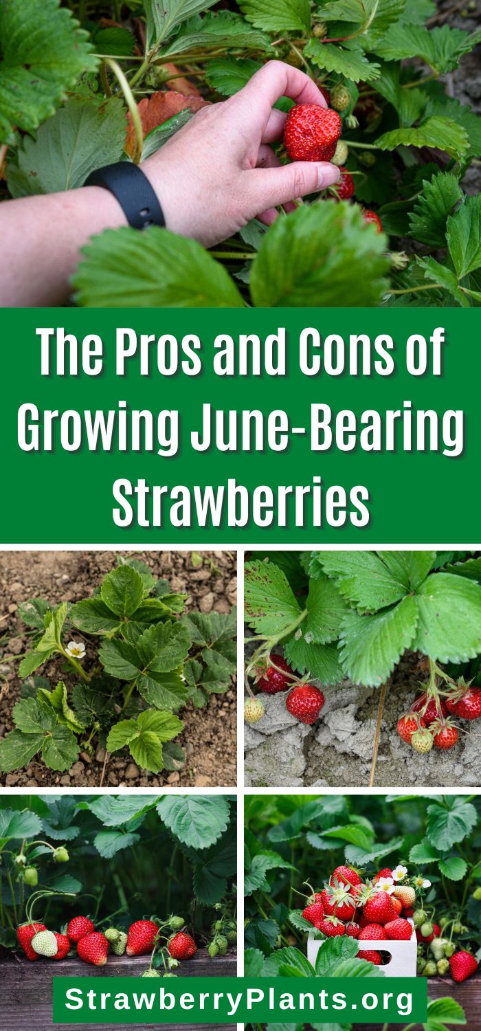 17 Pros and Cons of Growing June-Bearing Strawberries – Strawberry Plants